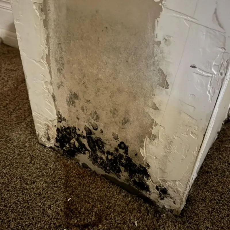 Professional Mold Removal in Troy, MI